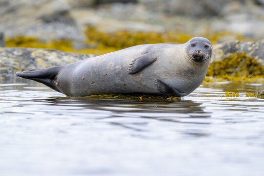 Harbour seal (Phoca vitulina) close up at Svalbard, Norway