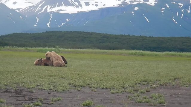 Bears in meadow

