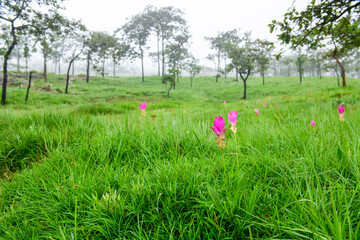 background, beautiful, beauty, bloom, blooming, blossom, bright, chaiyaphum, colorful, field, flora, floral, flower, foliage, forest, fresh, garden, grass, green, grow, leaf, mist, national, natural, 