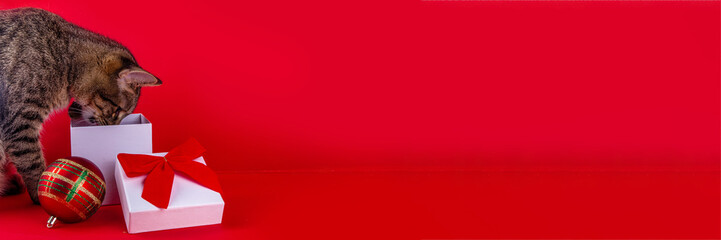 Cute kitten with Christmas gift box