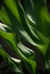 Obraz premium Feuilles ondulées dans la serre