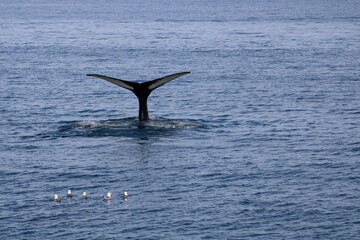 Fototapeta na wymiar Whale and birds