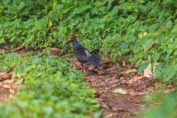 Kalij pheasant (Lophura leucomelanos lathami ) Male at Eaglenest WLS, Arunachal Pradesh, Uttarakhand, India