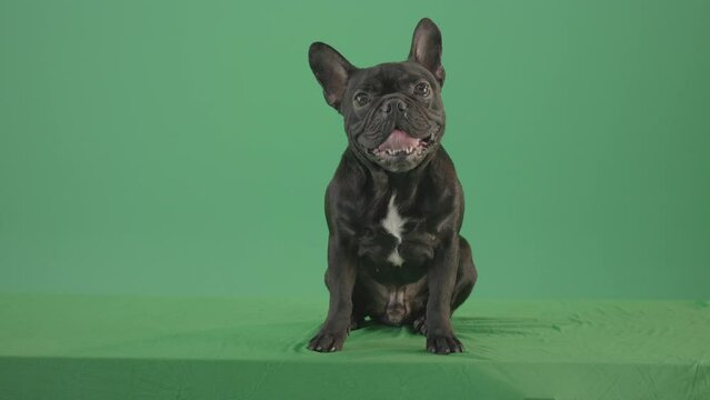 Tired french bulldog sitting and posing in green screen studio 4K Video Footage