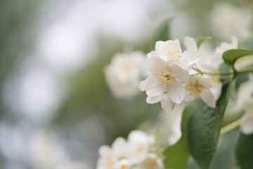 Naklejka na ściany i meble Closeup photo of jasmine flowers in garden with some copy space