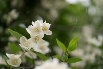 Obraz na płótnie Canvas Closeup photo of jasmine flowers in garden with some copy space