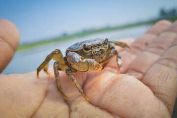 A crab on hand