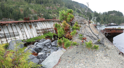 trees growing out of a shipwreck in Kelsey bay
