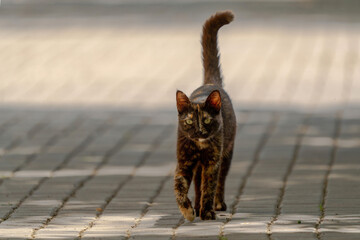 Stray cat walks on stone streets