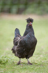 Black Poland chicken free in garden 