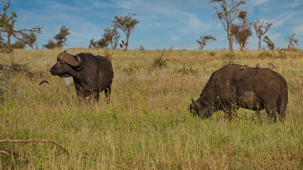 Büffel in Serengeti