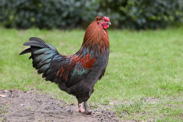 Red rooster free in the farm garden