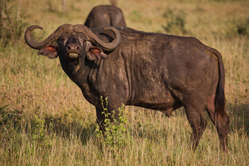 Büffel in Serengeti