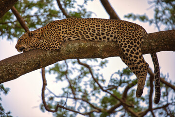 Leopard auf Baum in Serengeti. Tanzania