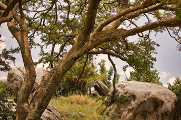 Leopard auf Baum in Serengeti. Tanzania