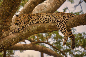 Leopard auf Baum in Serengeti. Tanzania