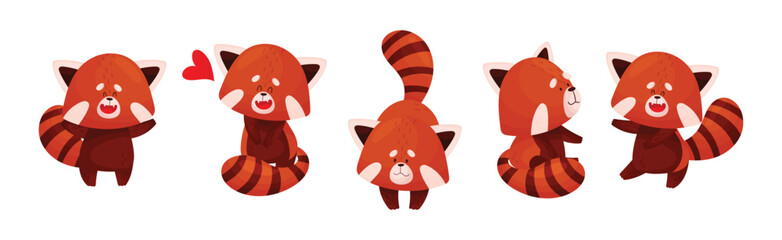 Obraz na płótnie Canvas Cute Red Panda Chinese Animal Character with Striped Tail Vector Set