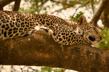 Leopard auf Baum in Serengeti. Tanzania