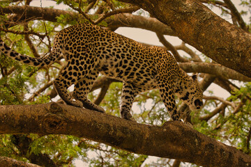 Leopard auf Baum in Serengeti. Tanzania