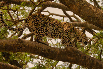Naklejka premium Leopard auf Baum in Serengeti. Tanzania