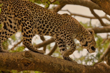 Leopard auf Baum in Serengeti. Tanzania