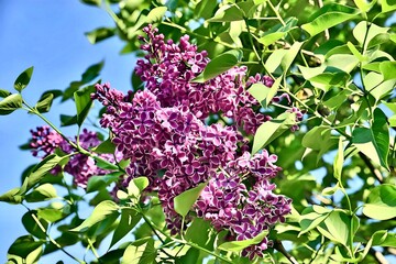 Branch of lilac flowers on a background of green leaves.