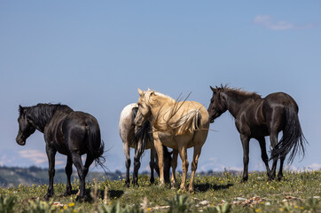 Wild Horses in the Pryor Mountains Wild Horse range Montana in Summer