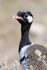 Male Northern Black Korhaan, Etosha National Park, Namibia