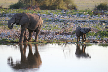Fototapeta premium African Elephant and calk at Okaukuejo waterhole, Etosha National Park, Namibia