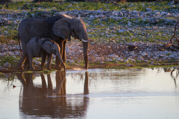 African elephant cow and calf drinking water at Okaukuejo waterhole, Etosha National Park, Namibia