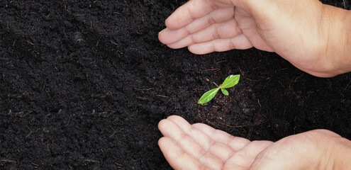 seedlings growing in fertile soil. water droplets on leaves. hands that support growth. Ecology and ecological balance. eco concept earth day.