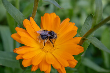 bee on orange flower