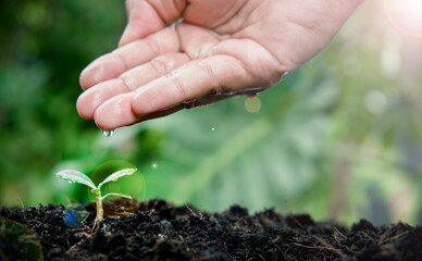 seedlings growing in fertile soil. soft sunlight. Use hands to water the seedlings. water droplets on leaves. Ecology and ecological balance. eco concept earth day.