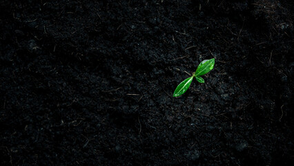 seedlings growing in fertile soil. water droplets on leaves. Ecology and ecological balance. eco concept earth day.