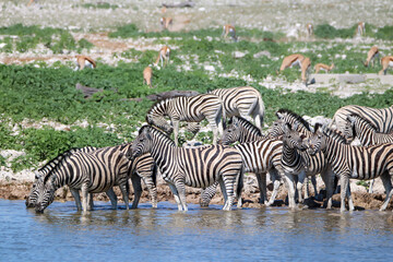 Zebra drinking water at Okaukuejo waterhole, Etosha National Park, Namibia