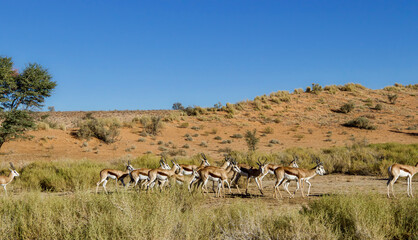 Springbok herd in the Kgalagadi Transfrontier Park, Kalahari, South Africa