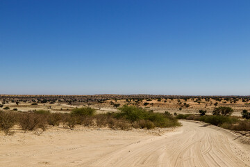Fototapeta na wymiar Kalahari Landscape, Kgalagadi, Transfrontier Park, South Africa