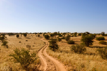 Open dirt road in the Kgalagadi Transfrontier Park, Kalahari, South Africa