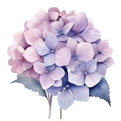Hydrangea bloom watercolor illustration isolated on transparent background