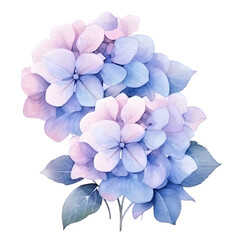 Hydrangea bloom watercolor illustration isolated on transparent background