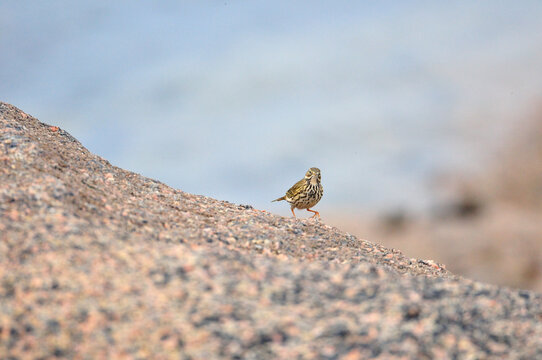 Pipit Farlouse