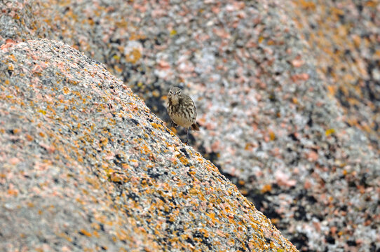 Pipit Farlouse