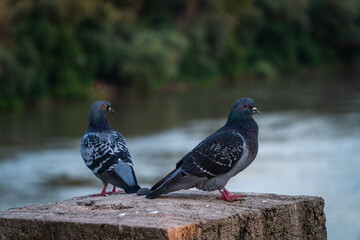 pigeons on the lake at szeged