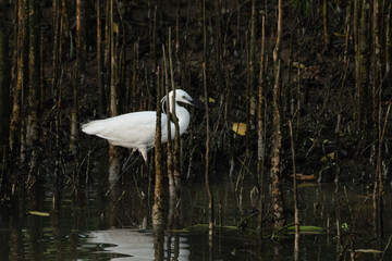 Little Egret