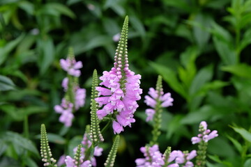 Physostegia virginiana, the obedient plant or false dragonhead, in flower.