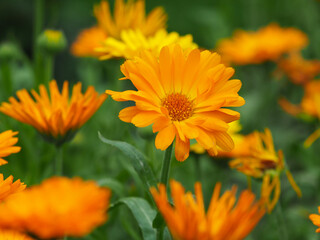 Ringelblumen (calendula officinalis)