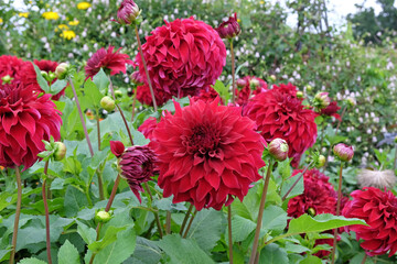 Red dinner plate decorative Dahlia 'Spartacus' in flower. © Alexandra