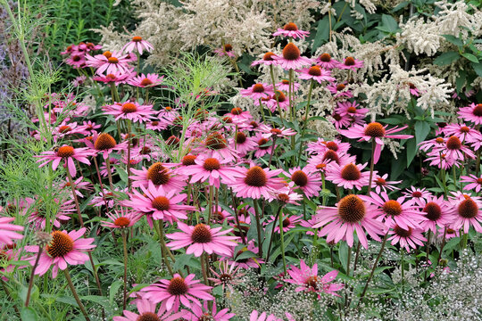 Pink parasol coneflower Echinacea purpurea &lsquo;Rubinstern&rsquo; in flower.