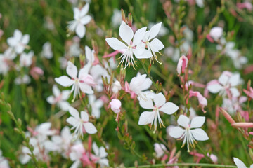 Obraz premium White Oenothera lindheimeri, commonly known as Lindheimer's beeblossom, white gaura, pink gaura, Lindheimer's clockweed, and Indian feather, is a species of Oenothera.