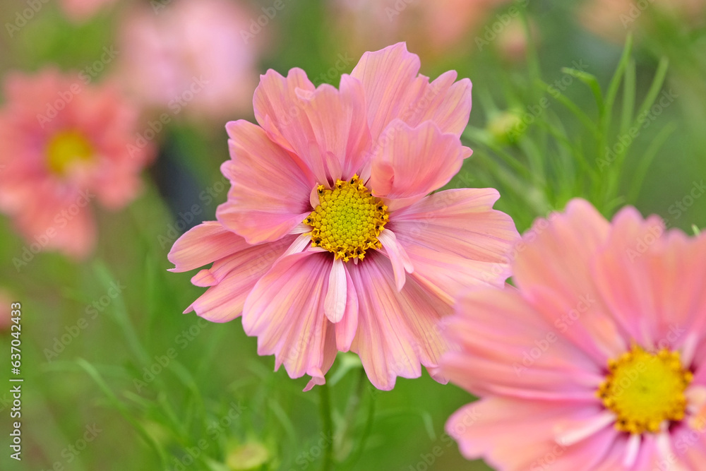 Wall mural coral pink cosmos bipinnatus 'apricotta' in flower.